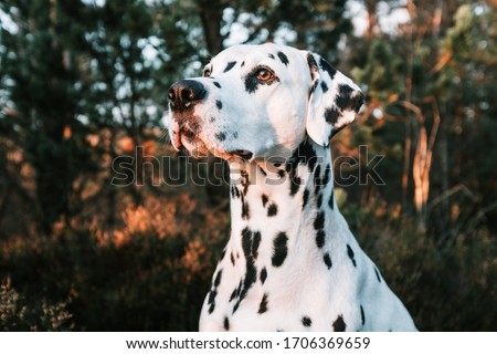 Landscape portrait of cute dalmatian dog with black spots standing in forest during sunset. Smiling purebred dalmatian pet from 101 dalmatian movie  Royalty-Free Stock Photo #1706369659