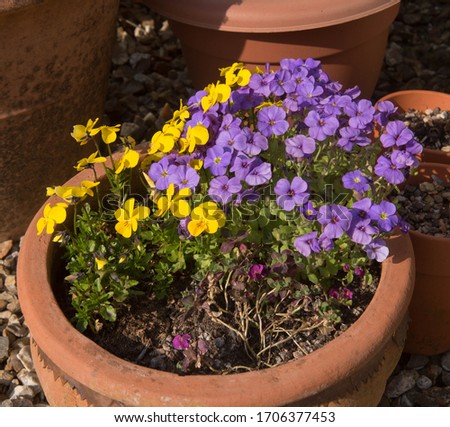 Terracotta Pot Planted with Spring Flowering Bright Yellow and Purple English or Sweet Violets (Viola Odorata) in a Country Cottage Garden in Rural Devon, England, UK