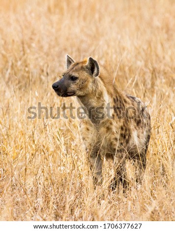 Spotted Hyena on the prowling and resting