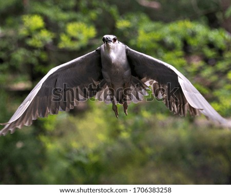Black-crowned Night Heron bird flying with spread wings with bokeh background towards you in its environment and surrounding.
