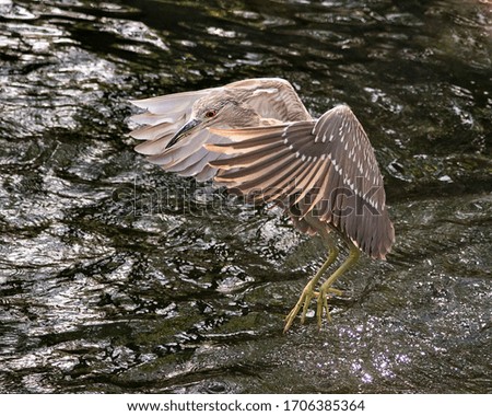 Black-crowned Night Heron juvenile bird flying over water with spread wings in its environment and surrounding.