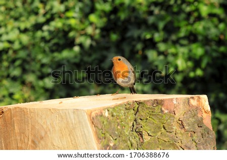 Robin Eating Mealworms UK April 2020