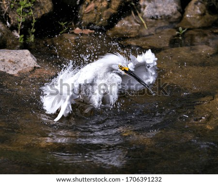 Snowy Egret bird close-up profile view taking a bath in the water and displaying wet feathers, head, beak, eye, in its environment and surrounding.
