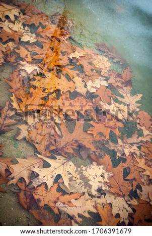 A pile of Fall colored leaves submerged under a lake of ice.