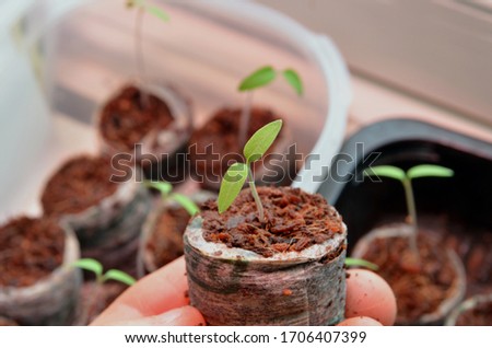 Young tomato seedling growing in a coir pellet. One week old tomato plant pot. Close up. Blur background with other tomato saplings growing in the coir pellets Royalty-Free Stock Photo #1706407399