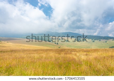 Lush summer grass and pine trees covered and fog and sunlight against cloudy blue sky