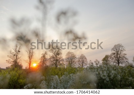 Meadow scenes at sunset. With macro details of various flowers and textures.