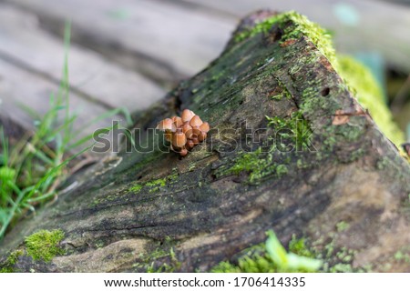 Closeup of small group of brown mushrooms on wet forest log against bokeh background