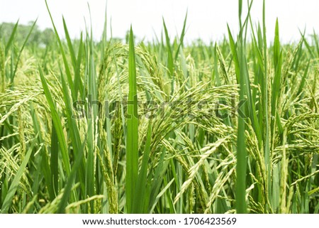 Natural picture of a green field of paddy ,with fresh and big rice tree blooming beautifully