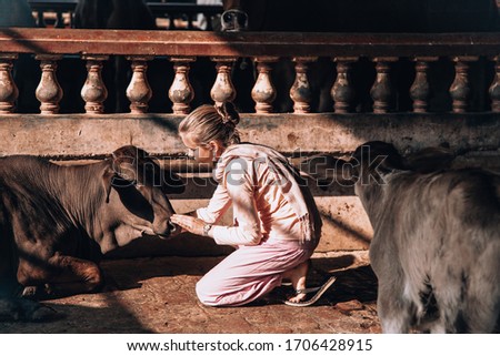 beautiful blonde girl on anIndian cow farm goshala. Children take care of the sacred Indian cows zebu. life style.