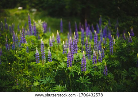 Flowers in the field.
Lupine, or wolf bean (lat. Lupinus) - a genus of plants from the legume family (Fabaceae)
