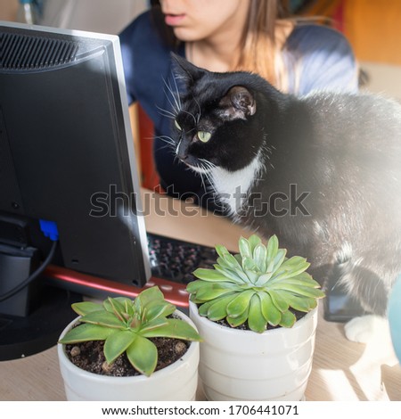 Cropped shot. Young woman and black cat are carefully looking at computer screen. Woman working on computer in front of monitor in home atmosphere. Remote E education or work at home. Selective focus.