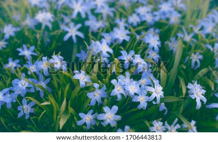 Blue spring flowers in garden