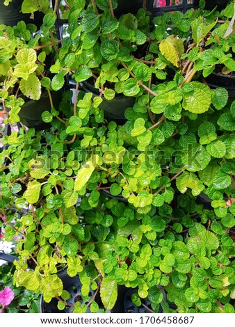 A small woodland plant with clover like leaves and five-petaled flowers and Planted in a plant pot by placing it on the wall, fixed by plastic panels.