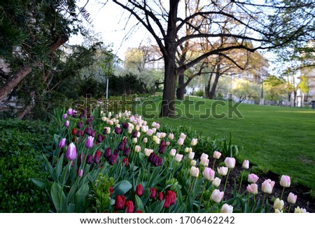 edge of flowerbed in park planted with pink purple white tulips tulips in stripes lawn and old spring trees