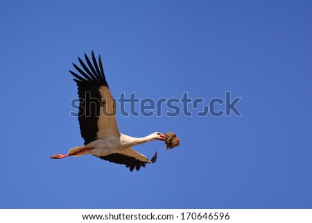 White stork in flight, against blue sky