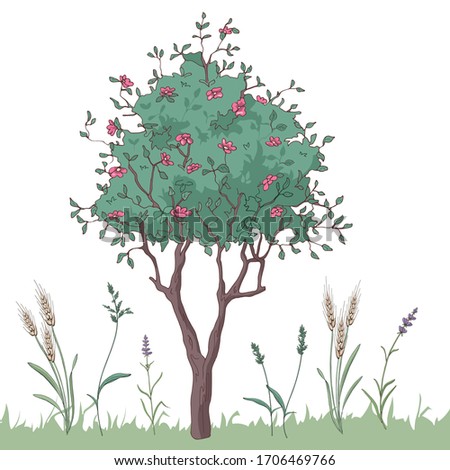 Set of elements for garden or park design. Blooming tree with red flowers and different wildflowers  and plants. Provence style. Vector illustration. Isolated objects on white background.