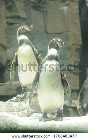 
Gentoo penguins stand on a rock.