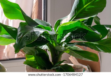Banana plant (musa tropicana) with huge leafes  Royalty-Free Stock Photo #1706484127