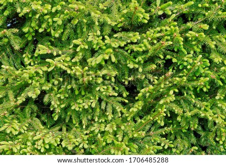 Fir tree hedge with bright green fresh shoots in spring.