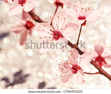 Nature background of blossoming pink cherry flowers 