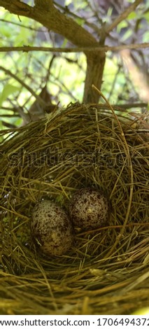 Bird nest stock photo in HD