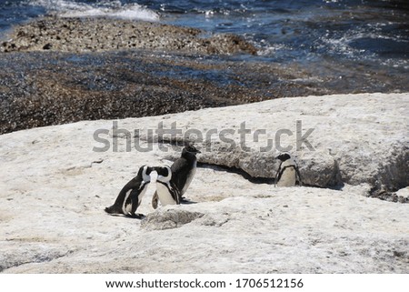 Spectacled penguins on a rock at Boulders Beach. In  Simon’s Town, where a penguin colony lives.  South Africa, Africa.