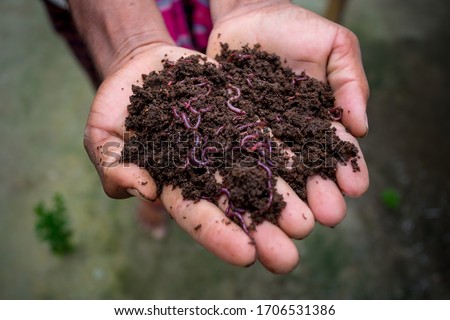Hand holding compost with redworms. A farmer showing the worms in his hands at Chuadanga, Bangladesh.