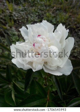 White peony on green leaves background Beautiful blooming pure white terry peony