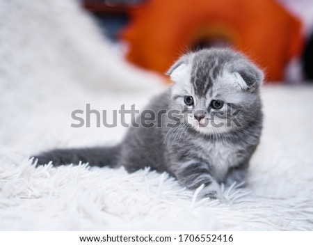 Beautiful domestic cat on the couch is basking. Domestic animals in the house. The pet is played in the apartment. Stock photo