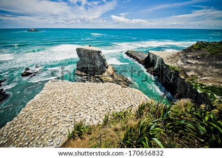 Gannet colony, Muriwai Beach, New Zealand  Royalty-Free Stock Photo #170656832