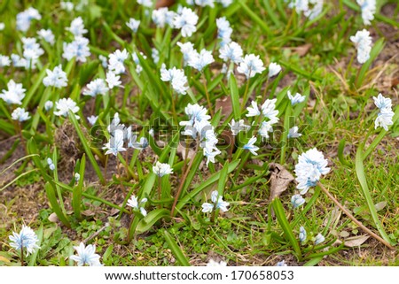 background of blue snowdrops in the green grass