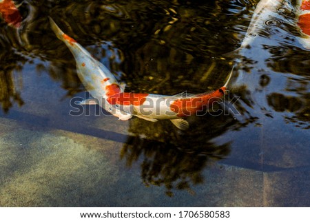 orange koi carp in a round pond in the trees in the Park