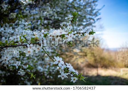 detail of white blooming cherry