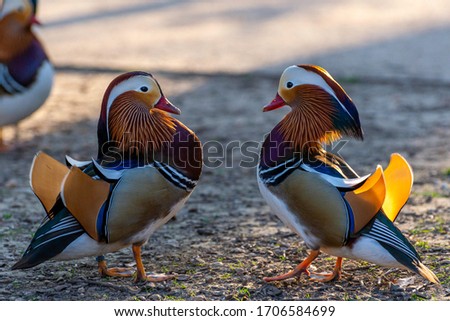 portrait of two male mandarin ducks fighting for a girl
