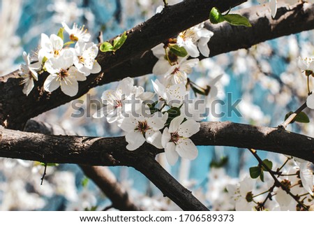 Sakura Petals. Cherry Blossom Tree. Spring Woods. Leaves Flower Air. Flower Photography. Organic  Wallpaper.