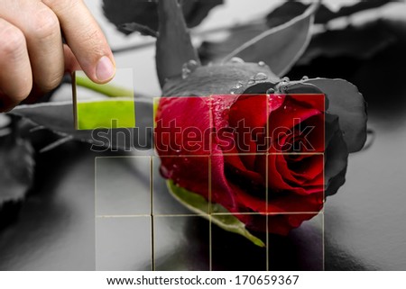 Man restoring the beauty of a red rose covered in raindrops by replacing the black and white image with coloured cubes