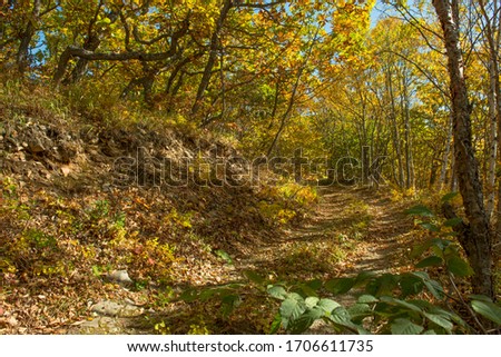 Russia. Far East. Forest in the vicinity of Terney.