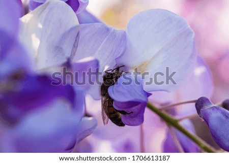 Spring background. Close up view of a beautiful bee collecting pollen from tender cascade wisteria flowers