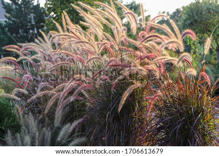 The golden hour highlights the Tranquilizing Ornamental fountain  grasses at the height of summer border a patio. Royalty-Free Stock Photo #1706613679