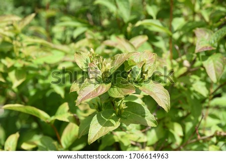 Weigela middendorffiana: large weigela Bush after flowering Royalty-Free Stock Photo #1706614963