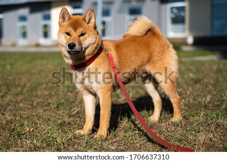 young puppy boy shiba inu dog