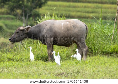 the buffalo and bird in rice fields