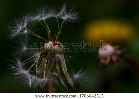 Dandelion. Macro photo. Ripe dandelion seeds. White aerial dandelion umbrellas. Dandelion seeds scattered.