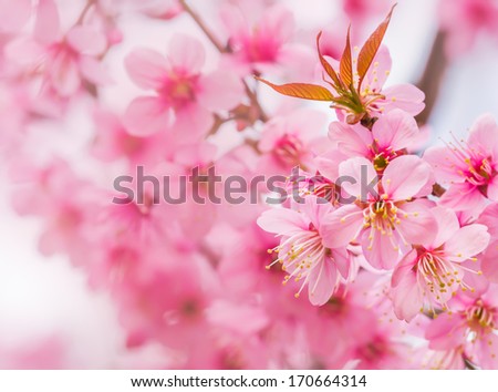 thailand Sakura pink flower in ChiangMai, Thailand 