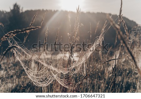 The dark web. early morning. Nature.