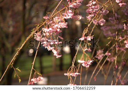 Picture of weeping cherry pedals during golden hour as the sun hits them perfectly