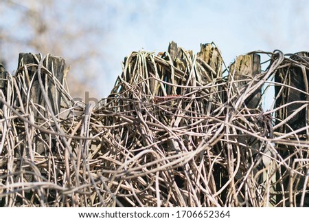 An old fence wrapped around a dead plant with long stalks