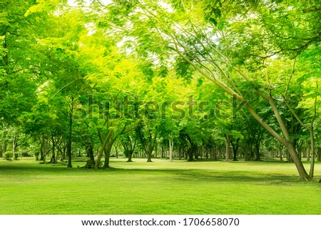 Magnificent scenery of trees and green lawns, tropical forests.