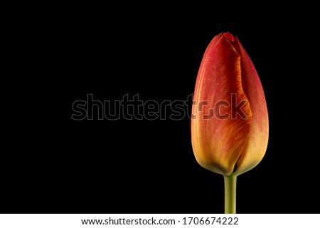 Single tulip bud isolated on black background. Puristic modern design in high resolution with copy space. Close up macro photography.